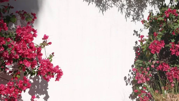 Rot purpurrote Bougainvillea-Blüten, florale Blüten, weiße Wand. Kalifornischer Garten — Stockfoto