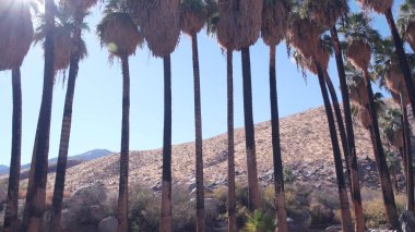 Palmiye ağaçları, Los Angeles yakınlarındaki Palm Springs, Kaliforniya çöl vahası Flora.