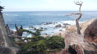 Çıplak ölü yapraksız selvi ya da çam ağacı, 17 mil yol, Monterey California