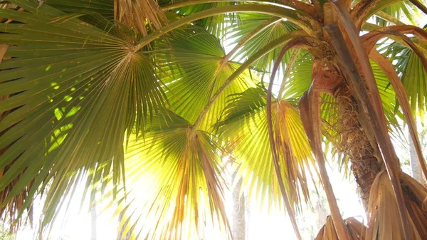 Arbres tropicaux dans la jungle ensoleillée, forêt amazonienne exotique ou canyon de palmiers. — Photo