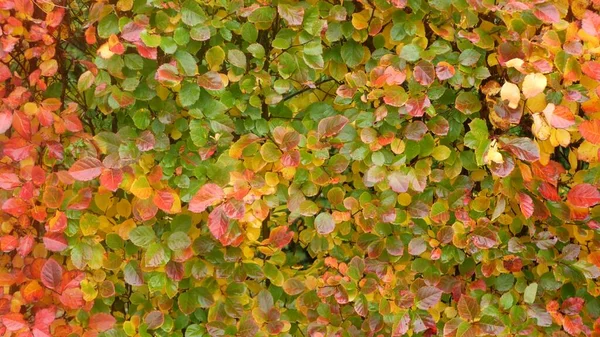 Yellow autumn leaves, orange fall leaf in ornamental garden. Leafage in park. — Stock Photo, Image