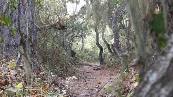 Chemin en forêt de chênes vivants. Arbres tordus noueux branches troncs. Mousse de lichen de dentelle — Photo