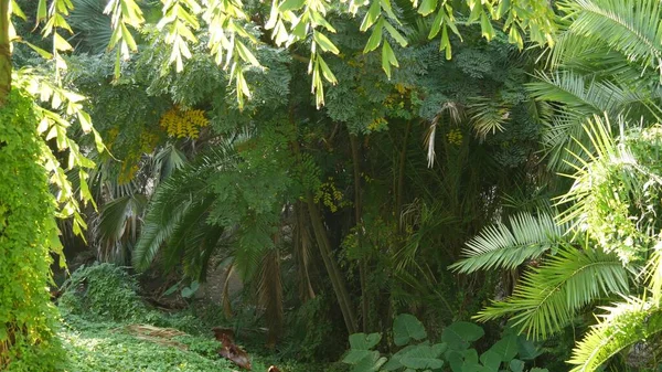 Tropical sunny jungle forest exotic amazon rainforest. Frond leaves of palm tree — Stock Photo, Image