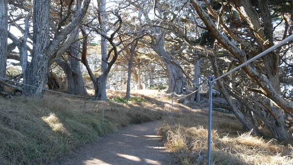 Vägen i skog eller skog, stig i skogsdunge. Barrträd av furu. Jordanien — Stockfoto