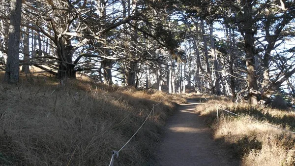 森や木の道、森の中のトレイル。針葉樹の松ヒノキの木。カリフォルニア — ストック写真