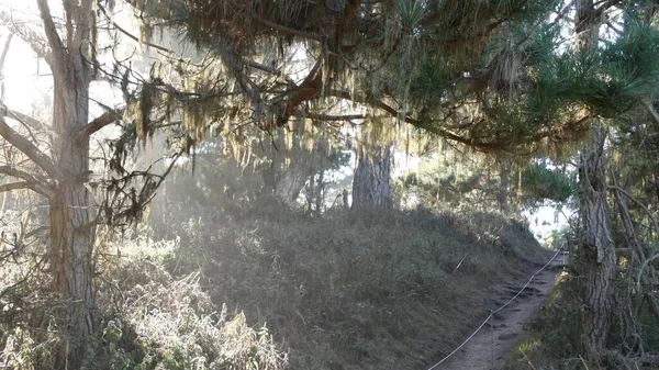 Μονοπάτι σε δάσος ή ξύλο, μονοπάτι σε άλσος. Κυπαρίσσι κωνοφόρων. Καλιφόρνια — Φωτογραφία Αρχείου