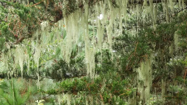 Lace lichen moss hanging, foggy misty forest trees. Fairy mysterious woods, USA. — Stock Photo, Image