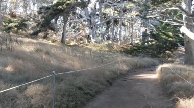Ormanda ya da ormanda yol, korulukta yol. Kozalaklı çam ağacı. Kaliforniya
