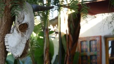 Boğa ya da inek kafatası, ölü kafa, ağaçta boynuz kemikleri. Öküz iskeleti, çiftlik dekoru..