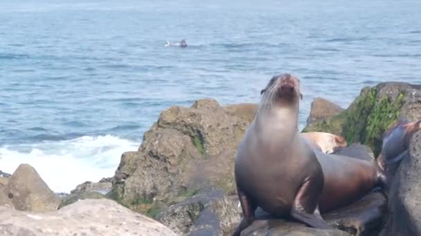 Divoký mladý tuleň portrét, rozkošný lev odpočívající skalnatý oceán Kalifornie pláž — Stock video