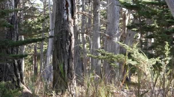Cypressträ, barrskog, skogsdunge eller lövskog, djupa vilda snår — Stockvideo