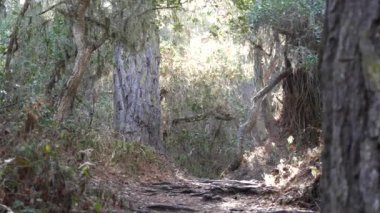 Ormanda ya da ormanda yol, ağaçların kökleri patikada. Günaydın gün ışığı, sincap hayvan..