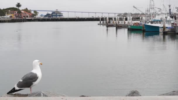 Pueblo portuario por el puerto de San Diego, costa de California. Pájaro gaviota. Coronado — Vídeos de Stock