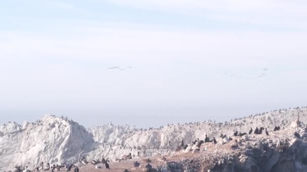 Pelikanlar sürüsü, kayalık uçurum adası, okyanus, Point Lobos, California. Kuşlar uçuyor — Stok video