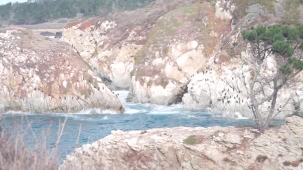 Barrträd, sten, klippor eller klippor, havsstrand, Kaliforniens kust — Stockvideo