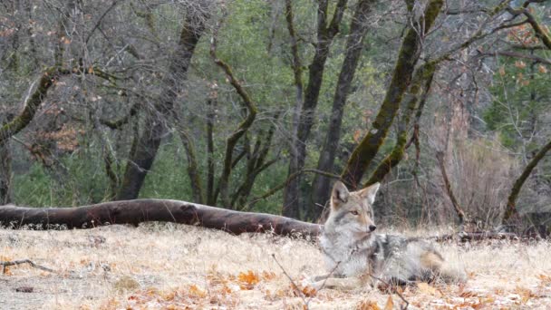 Animales lobo salvaje, coyote o coywolf, vida silvestre del bosque de Yosemite, fauna de California — Vídeos de Stock
