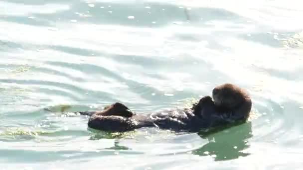 Divoké moře vydry mořské živočichové plavání v oceánské vodě, Kalifornie pobřeží volně žijící zvěře. — Stock video