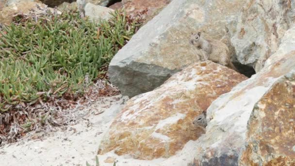 Californië gemalen eekhoorn, knaagdier op strand zand, sappige ijsplanten. — Stockvideo