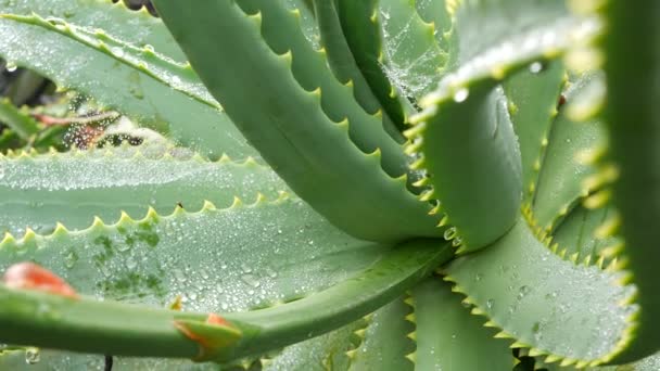 Aloe vera, harmat vagy esővíz cseppek, friss lédús nedves zamatos növényi levelek — Stock videók