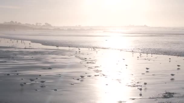 Óceánhullámok és homoki madarak futnak a strandon, kis homokos piper lóhere partimadár. — Stock videók