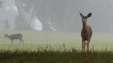 Vahşi genç geyik otluyor, yeşil çimlerde hayvan otluyor. Fawn veya calf, sisli orman.