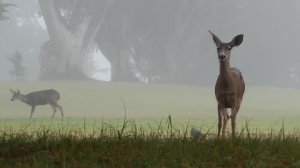 Wilde jonge herten grazen, dieren op groen grasgras. Fawn of kalf, mistig bos. — Stockvideo