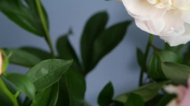 Şakayık çiçekleri baharda açar, çiçek açar. Bahar bitkisel bitki örtüsü.