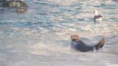 Vahşi benekli fok sürüsü, Pasifik limanı deniz aslanı yüzme, Kaliforniya, ABD