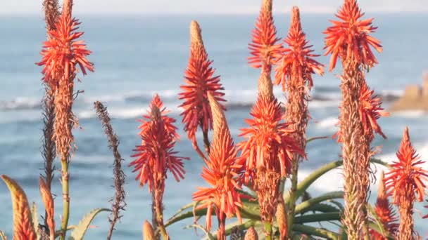 Kwiat czerwonego aloesu, soczysty kwiat, fale plażowe, kalifornijska flora przybrzeżna. — Wideo stockowe