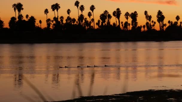 多くのヤシの木のシルエットの反射、日没の海のビーチ、カリフォルニア海岸USA — ストック動画