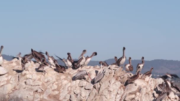 Troupeau de pélican brun sur la roche, ciel bleu, faune Point Lobos, oiseaux de Californie — Video