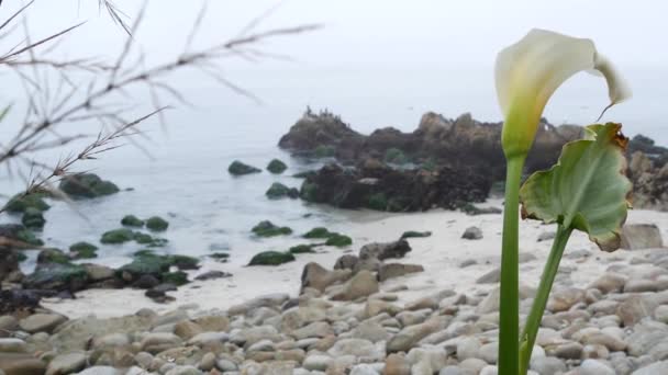 Calla lirio flor blanca, playa de guijarros, Monterey, California niebla costa del océano. — Vídeo de stock