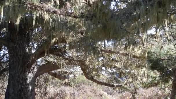 Spets lavmossa hängande, träd i djupa skogen. Trä, lund eller skog. Parasiter — Stockvideo