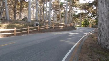 Sahne 17 mil, Monterey, California. Selvi ağacı ormanına yolculuk.