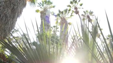 Los Angeles, Kaliforniya kıyıları yakınlarındaki sokakta palmiye ağaçları, plaj yaz tatilleri..