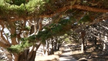 Ormanda ya da ormanda yol, korulukta yol. Kozalaklı çam ağacı. Kaliforniya