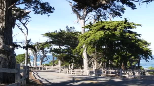 17マイルのドライブ風光明媚な道路,モントレー,カリフォルニア州.ヒノキまたは松の木と海 — ストック動画