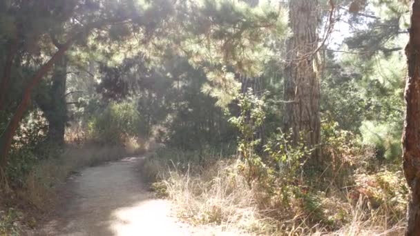 Path in forest or wood, trail in grove. Coniferous pine cypress tree. California — Stock Video