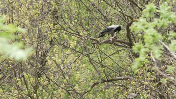 Черная ворона на ветке дерева в весеннем лесу. Воронья птица, новые зеленые листья. — стоковое видео