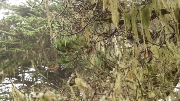 Lace líquen musgo pendurado, nevoeiro árvores da floresta nebulosas. Florestas misteriosas de fadas, EUA. — Vídeo de Stock