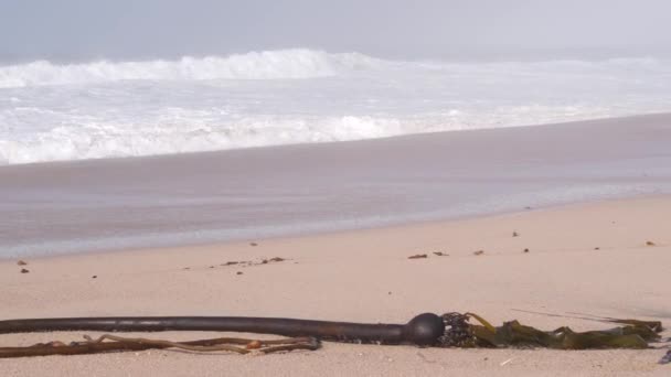 Alghe alghe alghe Kelp sulla sabbia, onde dell'oceano che si infrangono, costa californiana che schizza mare — Video Stock