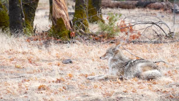 Dzikie zwierzę-wilk, kojot lub wilk, dzika przyroda leśna Yosemite, kalifornijska fauna — Wideo stockowe