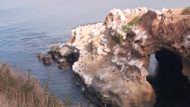 Colonia de pelican brun, turma de pelecanus, cuiburi de păsări, coasta Californiei, SUA. — Videoclip de stoc