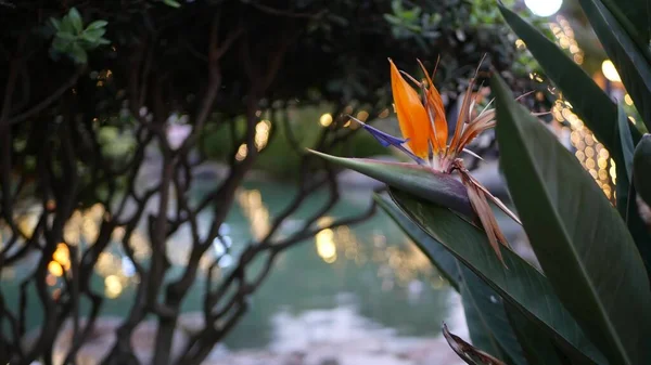 Estanque de peces de agua, jardín de hadas, luces de guirnalda en los árboles, bosque mágico de fantasía — Foto de Stock