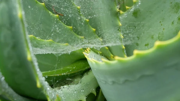 Aloes, krople wody deszczowej rosy, świeże wilgotne liście roślin, pajęczyna lub sieć. — Zdjęcie stockowe