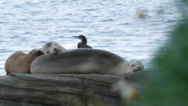 Animal family. Wild young seal baby sleeping, sea lion calf, cub or pup resting.