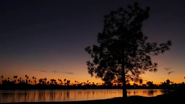 Palmy a borovice siluety na pláži při západu slunce, Kalifornské pobřeží, USA. — Stock fotografie