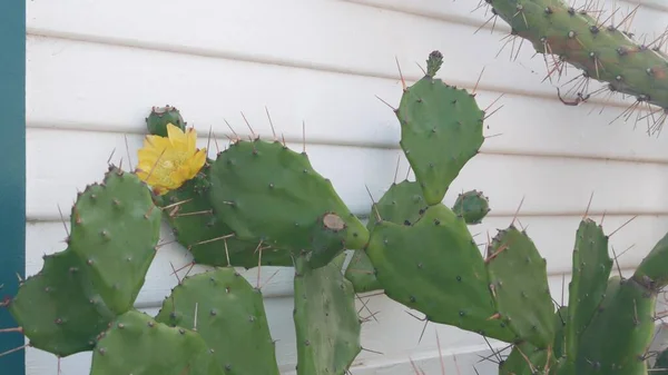 Flor de cactus del desierto, pared blanca, casa de madera. Jardín mexicano, flora de California — Foto de Stock