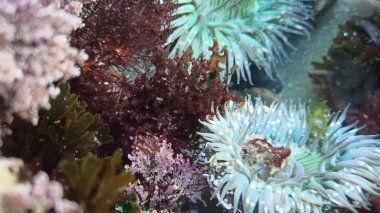 Gel-git havuzunda deniz şakayığı dokunaçları, gelgit havuzunda deniz şakayıkları. Aktinezya polipsi