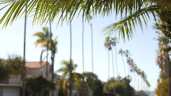 Fila de palmeras, ciudad cerca de la costa de Los Ángeles, California. Palmeras por playa. — Foto de Stock